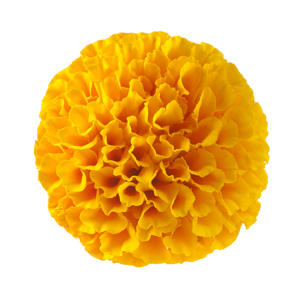 Výťažok aksamietnice