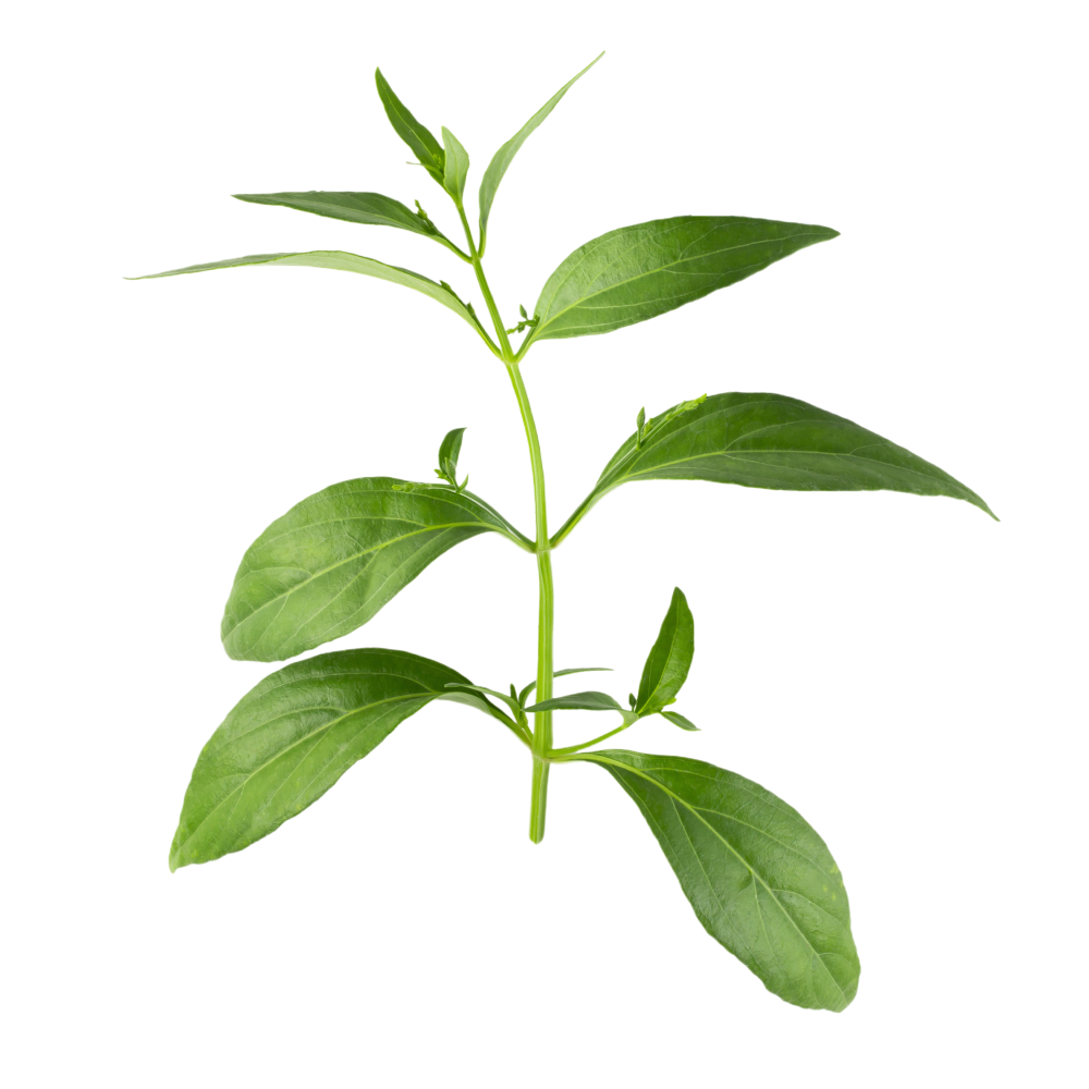 Výťažok z listov pramienky látnatej