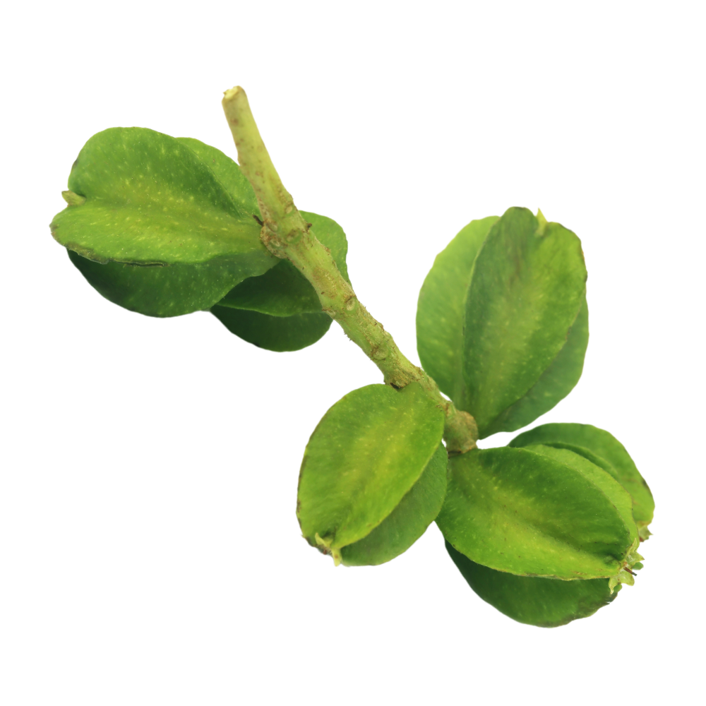 Výťažok z vrcholiaka arjuna