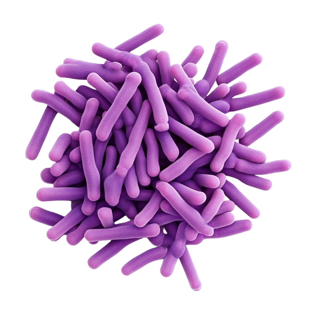 Zmes 22 bakteriálnych kmeňov