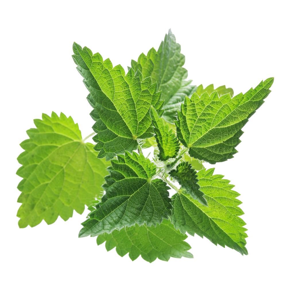 Extrakt žihľavy dvojdomej